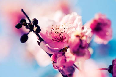 Sakura Blossom Pink Flowers Wallpaper,Sakura HD Wallpaper,Blossom ...