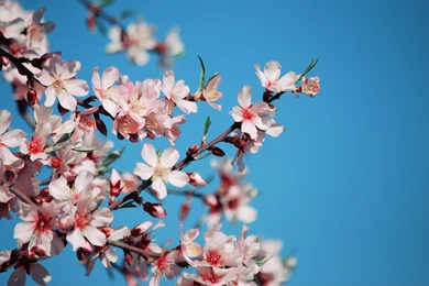 Sakura Flower HD Wallpapers Pics