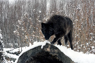 2560x1600 Black Wolf Wallpapers