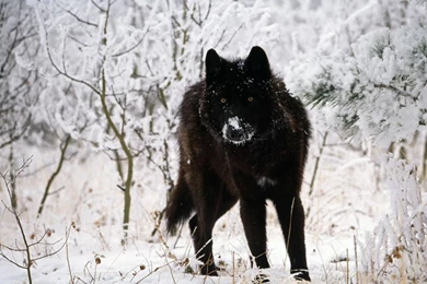 Black Wolf Wallpapers 1400x1050 Wallpapers,Wolf 1400x1050 ...