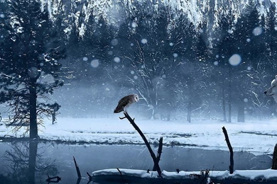 Owl And Wolf Wallpapers HD Free Desktop Backgrounds And Wallpapers