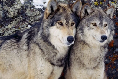 Wolf Wallpaper Backgrounds HD   Fullwidehd.com