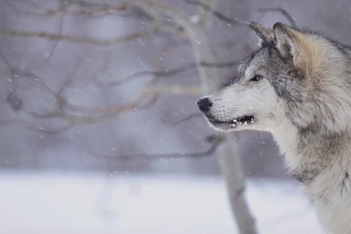 Grey Wolf Wallpapers