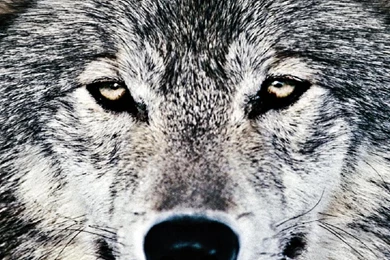 Wolf Wallpapers   (