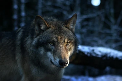 Wolf Wallpapers Coolest K3N » WALLPAPERUN.COM