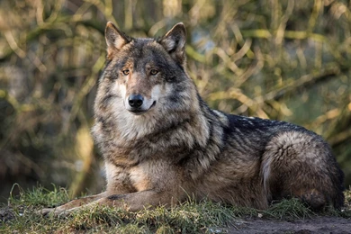 Wolf Wallpapers HD Free Download High Quality For Desktop