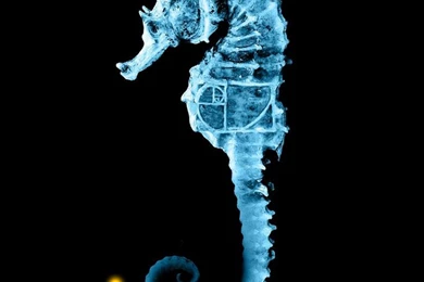 Fringe Glyph Phone Wallpapers (Made For iPhone 5)   Album On Imgur