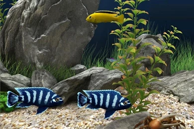 Best Fish For Fishtank High Resolution Wallpapers