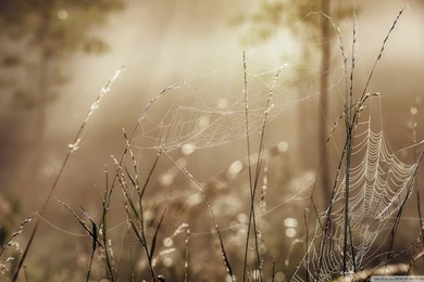 Download The Golden Hour Wallpapers 1920x1080