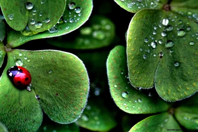 Latest Wallpapers For Desktop