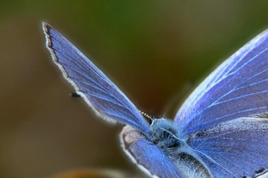 Pretty Blue Butterfly Google Skins, Pretty Blue Butterfly Google ...