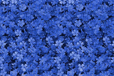 Pretty Field Of Blue Flowers Tumblr Dashboard Theme     Floral Themes