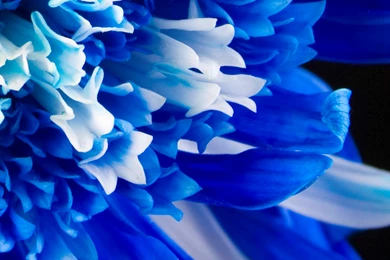 Blue Floral Wallpapers 2015   Grasscloth Wallpapers