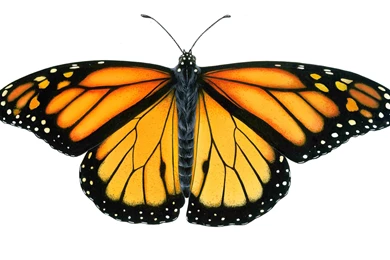 Images Of Monarch Butterfly   Desktop Backgrounds