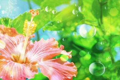 Flower wallpapers windows 7 vista and xp picks 27862399 1920 1200 ...