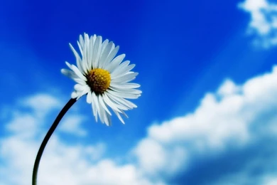 Clouds Nature Sky Flowers Daisy Blue HD Wallpapers Wallpapers ...