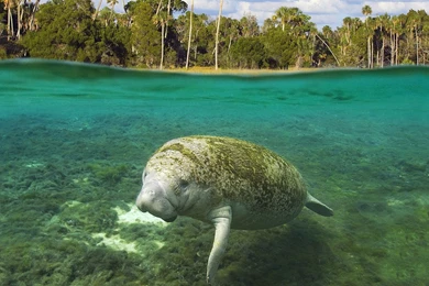 Manatee Wallpapers   Wallpapers Cave