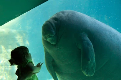 4 Manatee HD Wallpapers