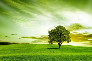 Green Tree Nature Sky Wallpapers