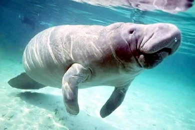 Manatee Wallpapers   Wallpapers Cave