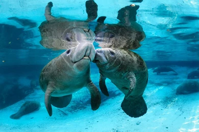 Cute Manatee   Wallpaper.