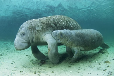 Manatee 15 Wallpapers Collection