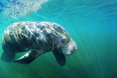 Animals Wildlife Manatee Mammals Sirenia Sea Cows