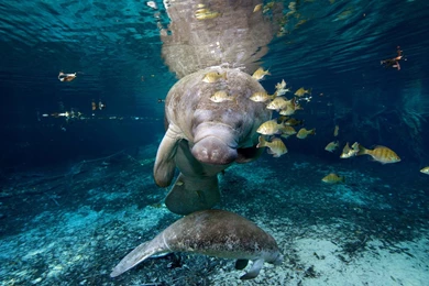 Download Wallpapers American Manatee And His Cub (1920 X 1080 HDTV ...