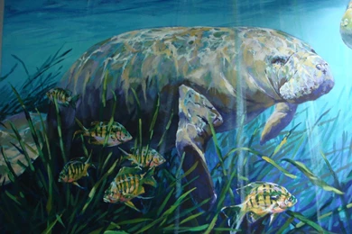 Manatee Painting   Wallpaper.