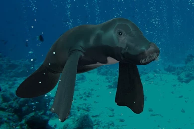 Wallpapers Blog: Manatee Backgrounds