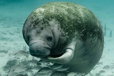 File:Manatee Trichechus Manatus Latirostris Close Up Underwater ...