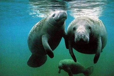 Manatee Backgrounds 5