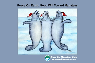 Free Manatee Desktop Wallpapers