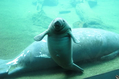 Mom And Baby Manatee