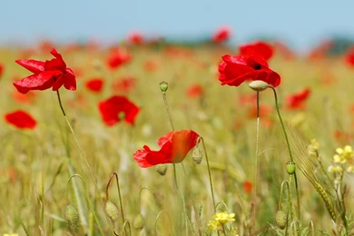 Download Wallpapers 3840x2160 Poppies, Field, Spikes, Flowers ...