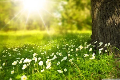 30+ Spring Backgrounds, Wallpapers, Images, Pictures