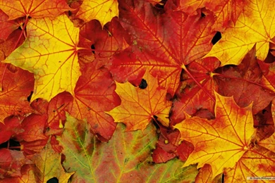 Wallpapers Hd Free Collection (41+)