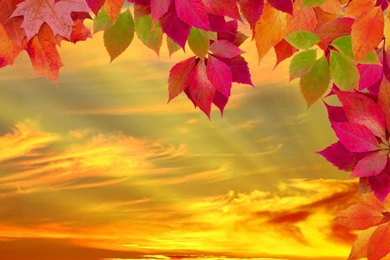 Cynthia Selahblue Cynti19 Fall Wallpapers