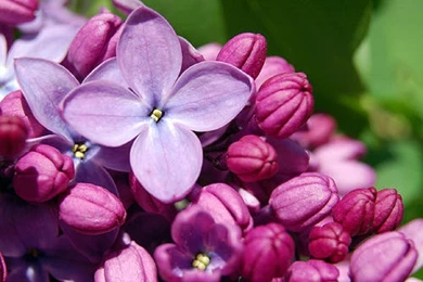 Flowers: LOVELY LILACS FLOWERS PRETTY LILAC PURPLE Flower ...