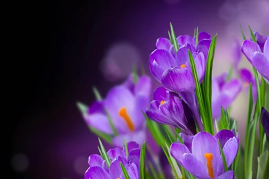 Flower Wallpaper: Beautiful Purple Flower Wallpapers Picture HD ...