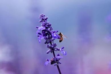 Bee On The Purple Flower Wallpapers   HD Images New