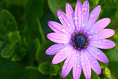 Light Purple Flowers Wallpapers 2   Crazy Frankenstein