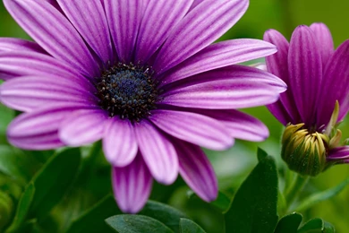 4K Purple Flowers Wallpapers