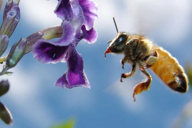 Bee On The Purple Flower Wallpapers   HD Images New