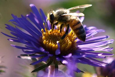 Bee On The Purple Flower Wallpapers   HD Images New