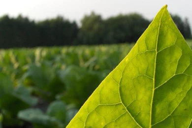 Tabak Liquid Online Home