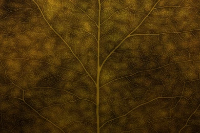 Tobacco By Nucu On DeviantArt