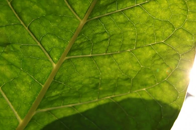 Our Hookah Tobacco Social Smoke