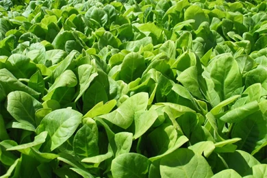 Picture Of Andorra : Tobacco   Tobacco Crop