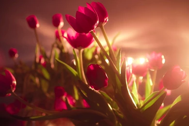 Red flowers awesome tulips photo wallpaper 1920x1080   Magic4Walls.com